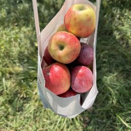 Bag of apples we took home Bag of apples we took home