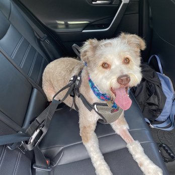 Just Fur Paws - Pet Groomers Near Me - Mission Viejo, California Just Fur Paws - Pet Groomers Near Me - Mission Viejo, California