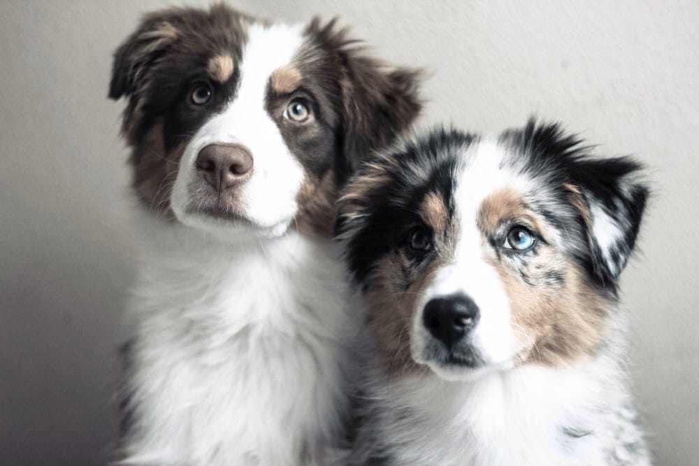 Good Behavior Dog Training Image