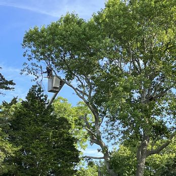 South Shore Tree - Tree Services Near Me South Shore Tree - Tree Services Near Me