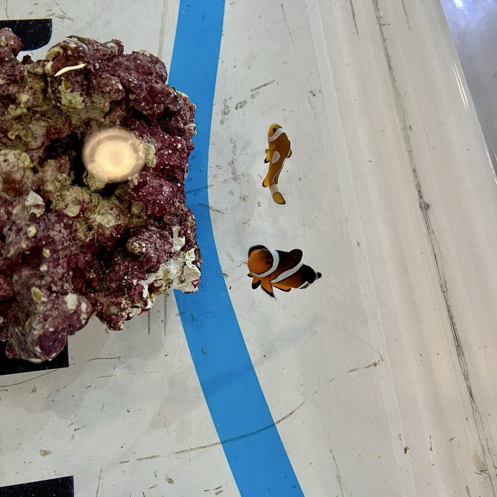 The Fish Gallery - Pet Stores Near Me - Houston, Texas