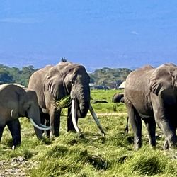 Piper & Heath Travel Africa - The Big Tuskers of Amboseli