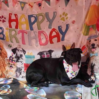 Astoria Holistic Pets Spa - September 2025 - Pet Groomers Near Me - Queens, New York