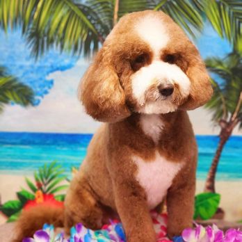 The Groomery - Pet Groomers Near Me - Temecula, California
