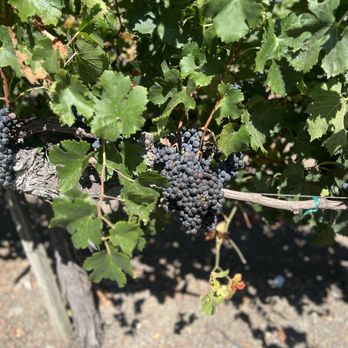 Delorimier Winery - Vines by the parking area - Wineries Near Me - Geyserville, California Delorimier Winery - Vines by the parking area - Wineries Near Me - Geyserville, California