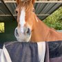 Photo of Xenophon Therapeutic Riding Center
