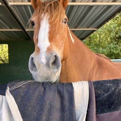 Xenophon Therapeutic Riding Center