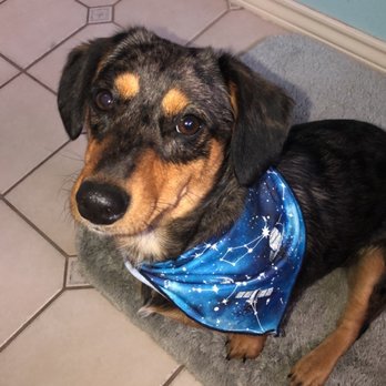 Pretty Pooch - Pet Groomers Near Me - San Antonio, Texas