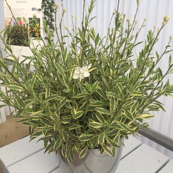 Grolink Chrysanthemums - New gaura - Nurseries & Gardening Near Me - Oxnard, California Grolink Chrysanthemums - New gaura - Nurseries & Gardening Near Me - Oxnard, California