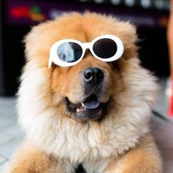 All Star Grooming & Training