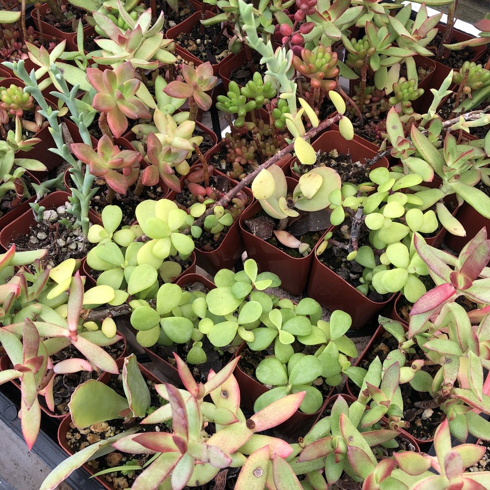 Rojas Succulents and Cacti - Nurseries & Gardening Near Me - Fallbrook, California Rojas Succulents and Cacti - Nurseries & Gardening Near Me - Fallbrook, California