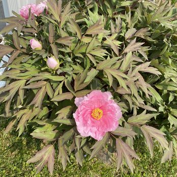 Weber Mike Greenhouses - Tree peony - Nurseries & Gardening Near Me - West Seneca, New York Weber Mike Greenhouses - Tree peony - Nurseries & Gardening Near Me - West Seneca, New York