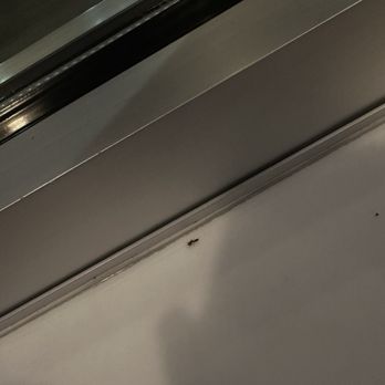 Taco Bell - Ant (bug) - Fast Food Near Me - Salem, Illinois Taco Bell - Ant (bug) - Fast Food Near Me - Salem, Illinois