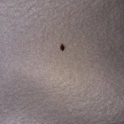 Gray Plaza Motel - Bed bugs !!