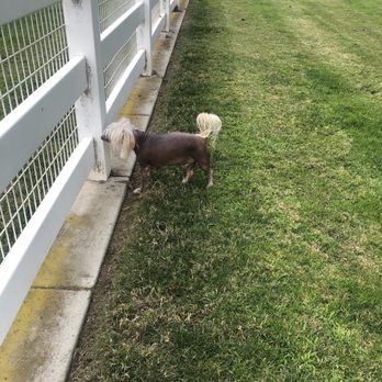 Redhawk Dog Park - Dog Parks Near Me
