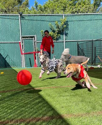 South Park Doggie - Adventureland (South Bay)