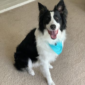 SJ Elite Dog Training - Pet Training Near Me SJ Elite Dog Training - Pet Training Near Me