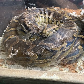 Lou's Pet Shop - Large snake - Pet Stores Near Me - Grosse Pointe Woods, Michigan Lou's Pet Shop - Large snake - Pet Stores Near Me - Grosse Pointe Woods, Michigan