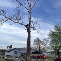Tree Amigos Arbor Care - Almost halfway
