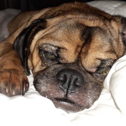 Puggie dog Puggie dog