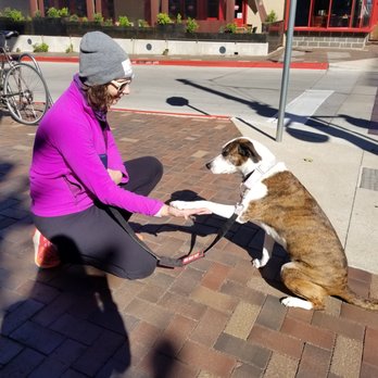 Pets Domain ATX - Our dog walkers are professional trained, plus Pet first-aid and CPR certified. - Dog Walkers Near Me