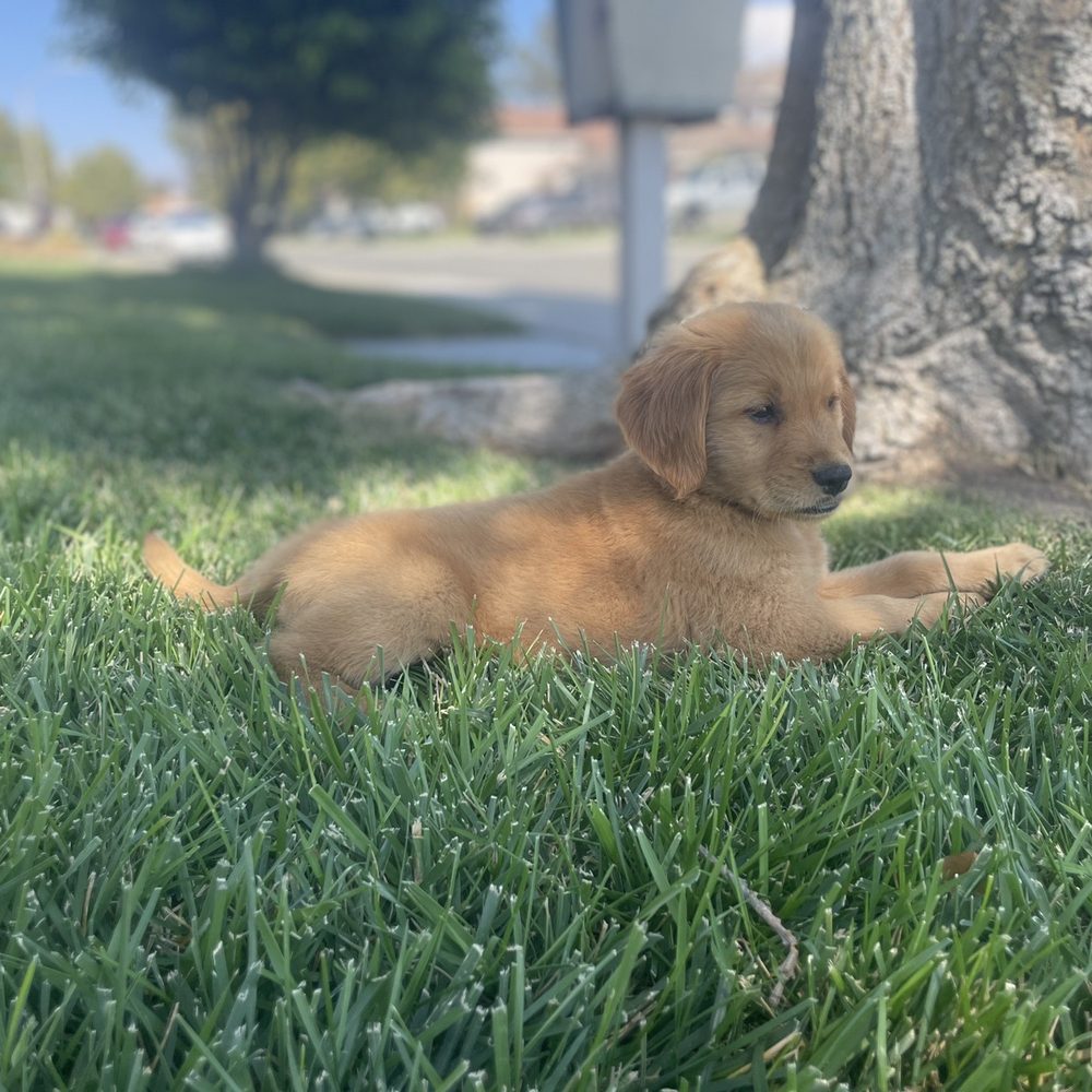 Ssj2Kennels - Pet Breeders Near Me