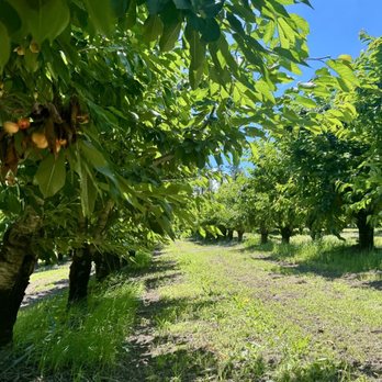 Root Orchards - Pick Your Own Farms Near Me - Mosier, Oregon Root Orchards - Pick Your Own Farms Near Me - Mosier, Oregon