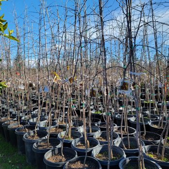Trees Outlet - Stone fruits - Nurseries & Gardening Near Me - Sacramento, California Trees Outlet - Stone fruits - Nurseries & Gardening Near Me - Sacramento, California