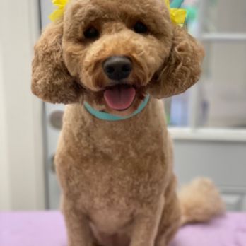 Jazzy Pawz  - Azalea loves the groomer! Jazzy Pawz always sends a photo before you pick them up. - Pet Groomers Near Me - Atlanta, Georgia