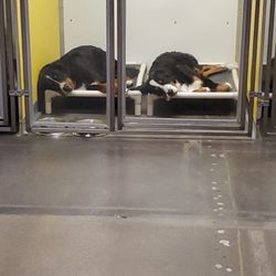 Utah Dog Park Airport