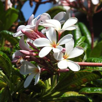 Mauna Kea Luau - Beautiful Flowers - Performing Arts Near Me - Kohala, Hawaii