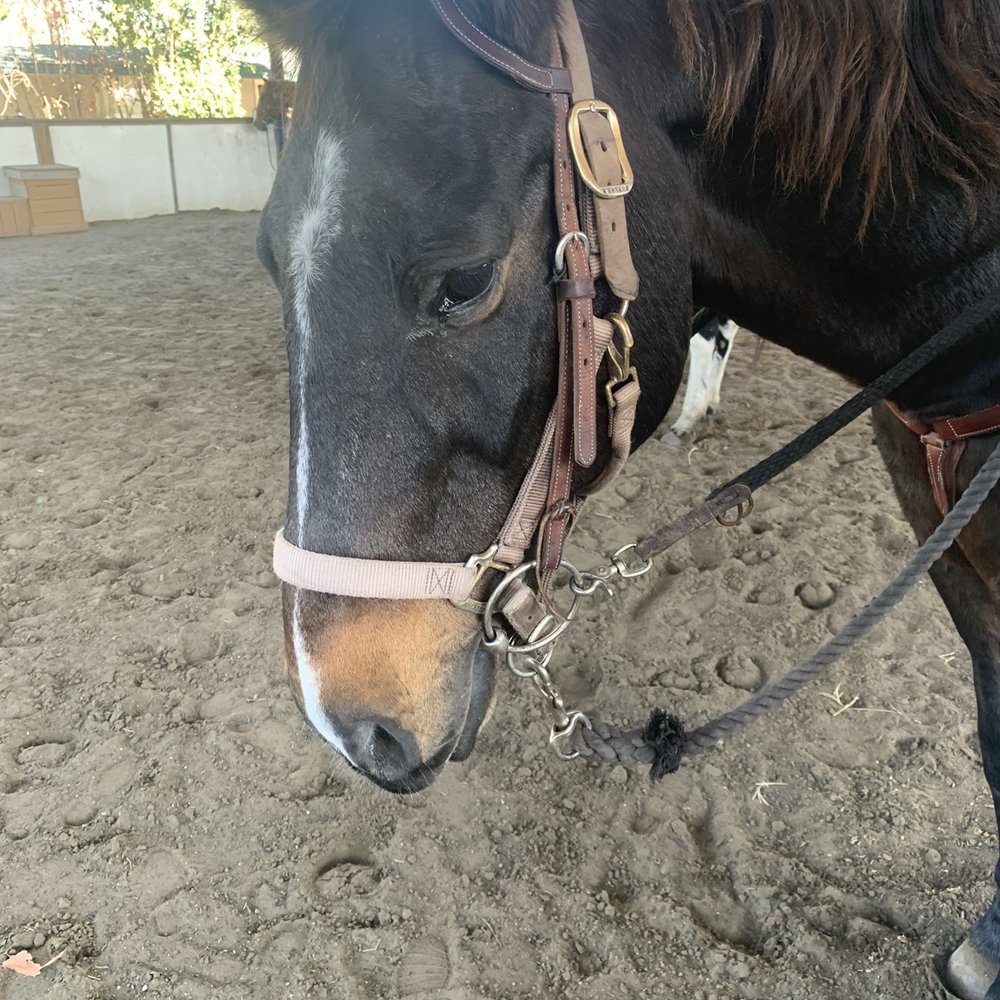 Texas Trail Rides - Trucker - Horseback Riding Near Me - Austin, Texas Texas Trail Rides - Trucker - Horseback Riding Near Me - Austin, Texas
