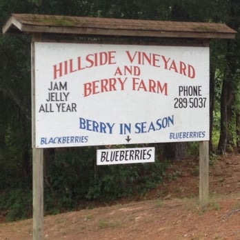 Hillside Vineyard and Berry Farm - Sign on the roadside - Pick Your Own Farms Near Me - Kosciusko, Mississippi Hillside Vineyard and Berry Farm - Sign on the roadside - Pick Your Own Farms Near Me - Kosciusko, Mississippi