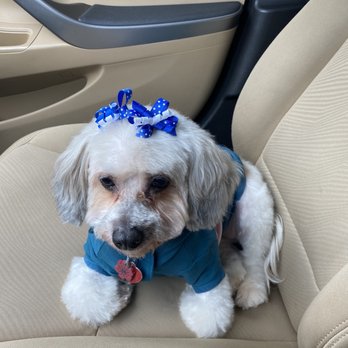 PetSmart - Pet Groomers Near Me - Atlanta, Georgia PetSmart - Pet Groomers Near Me - Atlanta, Georgia