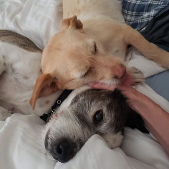 Paws & Claws - Mandi n Scruffy - Pet Sitting Near Me - Fallbrook, California