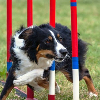 J-Canine Pet Resort - Pet Sitting Near Me - Rosenberg, Texas J-Canine Pet Resort - Pet Sitting Near Me - Rosenberg, Texas