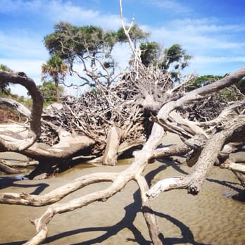 Driftwood Beach - Beaches Near Me - Jekyll Island, Georgia