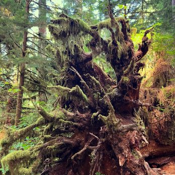 Quinault Rain Forest - All the mossy trees - Parks Near Me - Amanda Park, Washington Quinault Rain Forest - All the mossy trees - Parks Near Me - Amanda Park, Washington