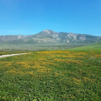 Point Buchon Trail - Flowers - Hiking Near Me - Los Osos, California