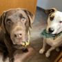 Photo of Pup Culture Mobile Groom