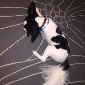 Pet Star Salon - Pet Groomers Near Me - Fairfax, Virginia Pet Star Salon - Pet Groomers Near Me - Fairfax, Virginia