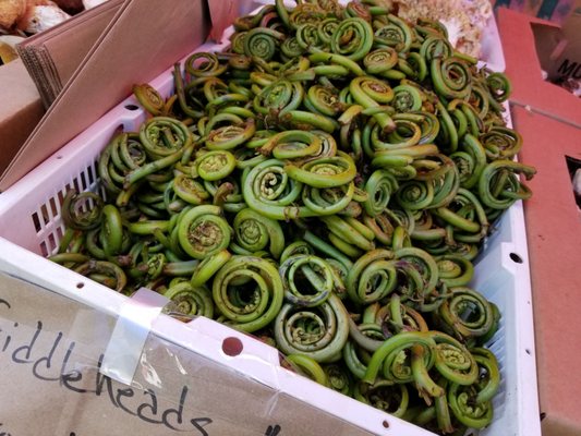 Hollywood Farmers Market by null