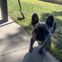 Paws 4 Awhile