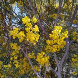 Goett Family Park - In bloom!