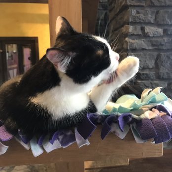 Seattle Meowtropolitan - Themed Cafes Near Me - Seattle, Washington