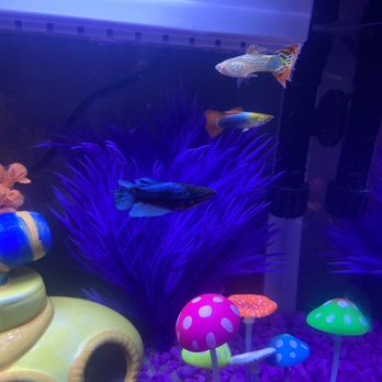 The Fish Tank - Female Beta - Aquarium Services Near Me - Daytona Beach, Florida The Fish Tank - Female Beta - Aquarium Services Near Me - Daytona Beach, Florida