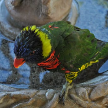 Turtle Bay Exploration Park - Up close of a parrot taking a bath in the Parrot Playhouse. - Museums Near Me - Redding, California Turtle Bay Exploration Park - Up close of a parrot taking a bath in the Parrot Playhouse. - Museums Near Me - Redding, California