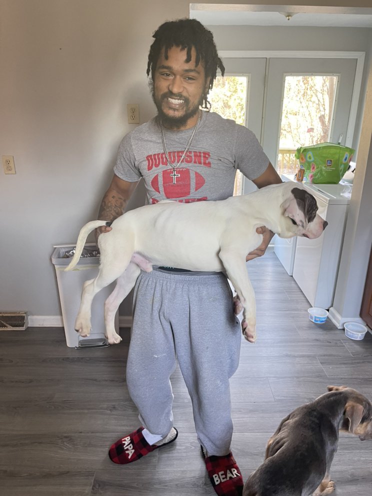 3 KINGS KENNELS Request Information Irwin, Pennsylvania Pet