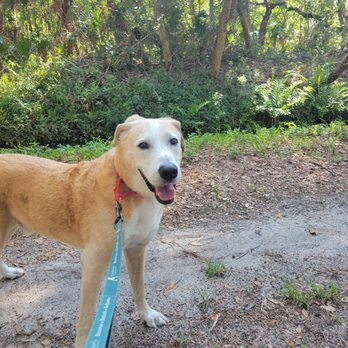 Animal House - Walter loves animal house! - Pet Sitting Near Me - Sarasota, Florida Animal House - Walter loves animal house! - Pet Sitting Near Me - Sarasota, Florida