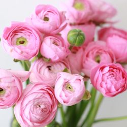 Flower Lane & Co. - These gorgeous ranunculus at flower lane and Co